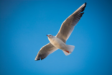 Seagull flying in blue sky - 243181339