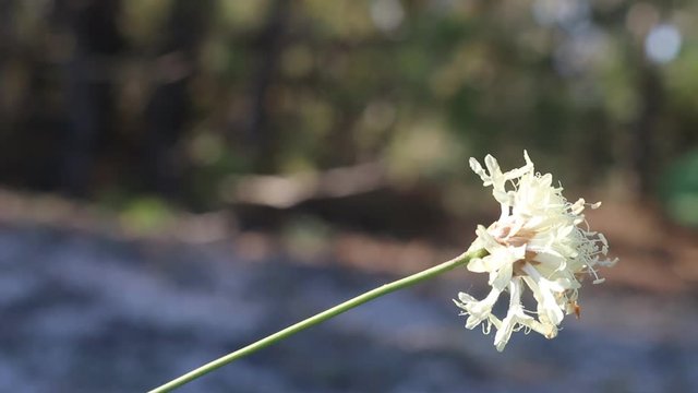 White flower, possibly scabious, calciphyte
