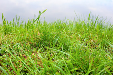 Green grass in the drops of dew in the fog