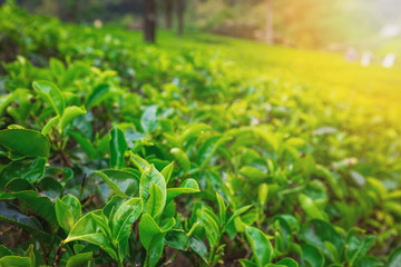 Close up leaf of fresh green tea at tea plantation in Sri Lanka
