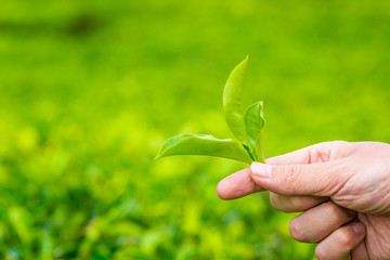 Hand picking up green tea leaves at a tea plantation. Fresh tea leaves in a tea farm in Sri Lanka