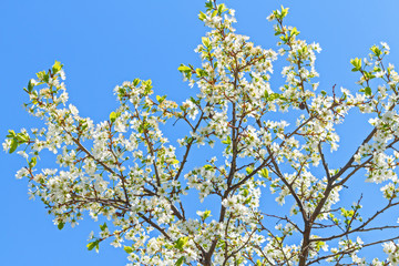 Closeup of flowering apple tree in spring..