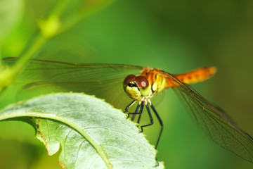 Dragonfly, lat. Lestes dryas , sitting on the green grass, swaying wind on a summer day.