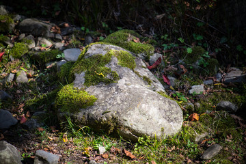 Naklejka na ściany i meble Moss-covered stone. Beautiful moss and lichen covered stone. Bright green moss Background textured in nature. Natural moss on stones in winter forest.