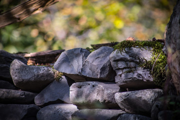 Cracked bark of the old tree overgrown with green moss in autumn forest. Selective focus. Azerbaijan