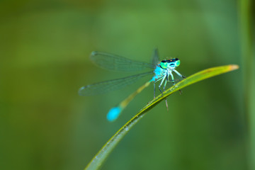 Dragonfly, lat. Lestes dryas , sitting on the green grass, swaying wind on a summer day.