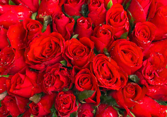 red rose flowers roses nature decoration