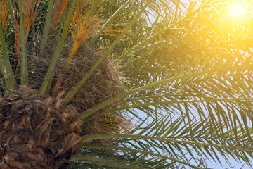 Beautiful coconut palms