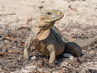 Iguana