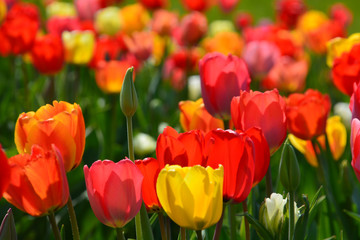 Fototapeta premium Tulpen - Tulipa