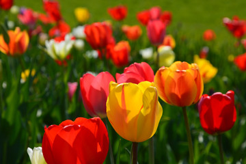 Fototapeta premium Tulpen - Tulipa