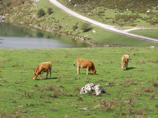 Fototapeta premium naturaleza asturias