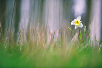 White daffodil in springtime