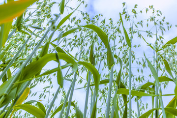 Getreide auf dem Feld wächst in den Himmel