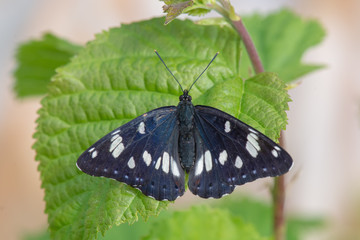 Nymphalidae / Akdeniz Hanımeli Kelebeği / Southern White Admiral / Limenitis reducta
