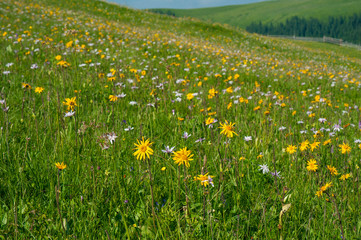 Green mountain meadow with colored mountain flowers as a background or texture. Medicinal plant Arnica (Arnica montana) blooms in alpine meadow.