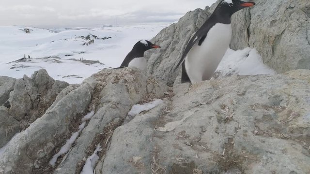 Gentoo Penguin Climb Frozen Rock Close-up View. Antarctica Bird Walk on Stone Snow Covered Mountain. Polar Winter Wildlife Colony Behavior Static Camera Footage Shot in 4K (UHD)