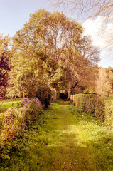 Trees in the French Brittany on a cloudy day