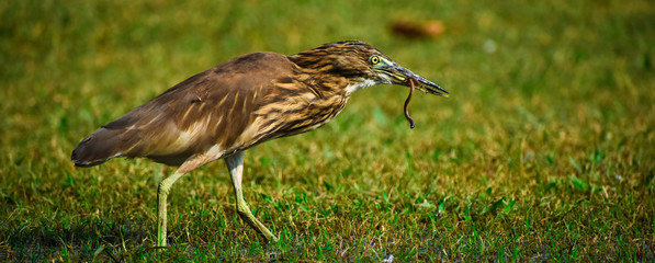 Pond heron with catch