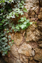 Branch of ivy crawls on the old stone wall of the house