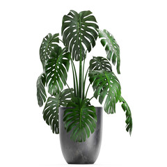 Monstera in a pot on a white background