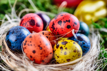 Easter painted quail eggs in a nest among grass and moss, macro