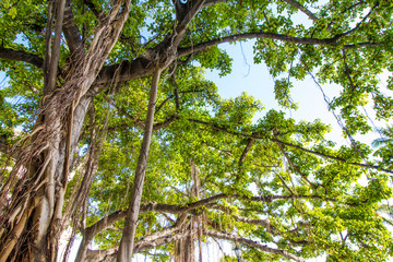 Trees of Hawaii - Canopy of a beautiful green Banyan Tree at Honolulu, Hawaii