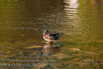 Ducks in their natural environment