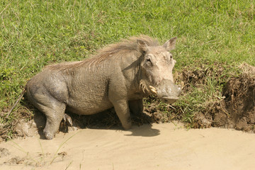 Warthog rolls in the mud