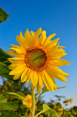 Young sunflowers bloom in field against a blue sky