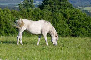 Obraz na płótnie Canvas white horse grazing in a spring grass meadow pasture on farm, rural countryside scene