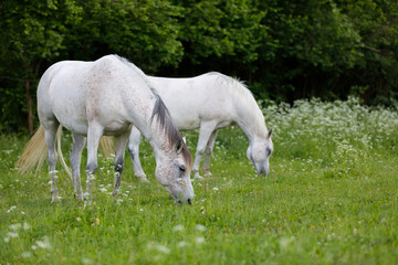 Naklejka na ściany i meble white horse grazing in a spring grass meadow pasture on farm, rural countryside scene