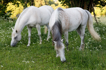 Obraz na płótnie Canvas white horse grazing in a spring grass meadow pasture on farm, rural countryside scene
