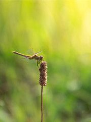 on a background of green grass on a branch sitting dragonfly light green color sun rays copy space