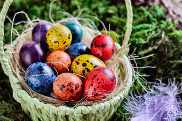 Easter painted quail eggs in a basket among grass and moss in light