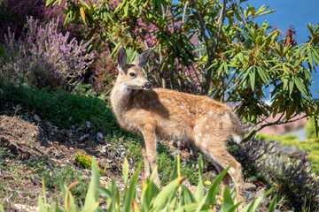 Fawn in Foliage