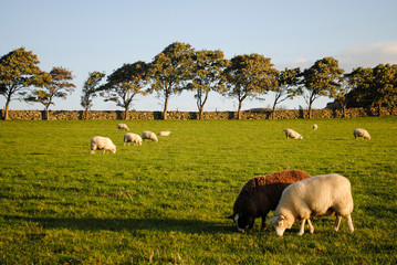 herd of sheeps grazing in field