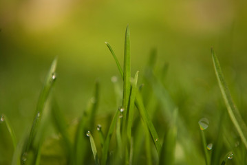 green grass with dew drops
