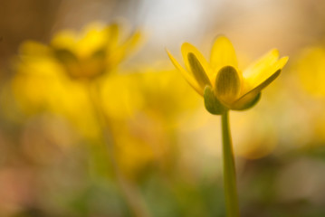 yellow flower