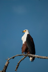 african fish-eagle on branch