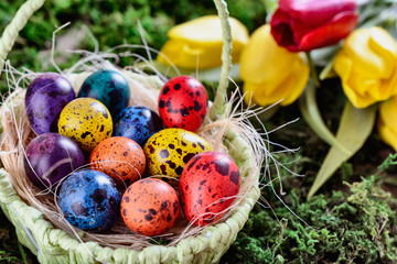 Easter painted quail eggs in a basket among grass and moss in light