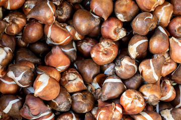 Tulip bulbs ready to plant