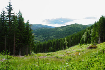 tall forest in the mountain