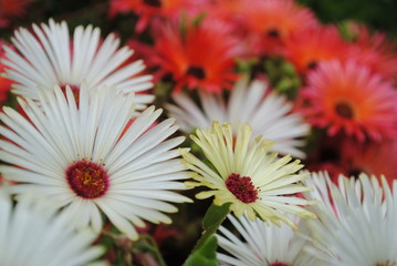red and white flowers