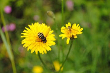bee on a dandelion