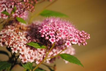 pink flowers