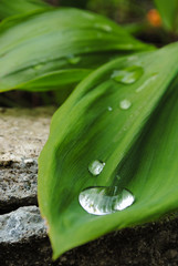green leaf with water drops