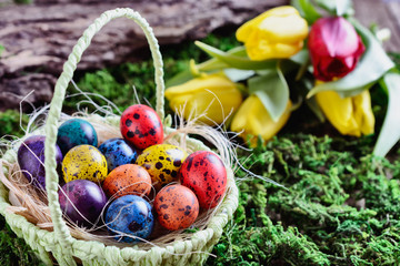 Easter painted quail eggs in a basket among grass and moss in light