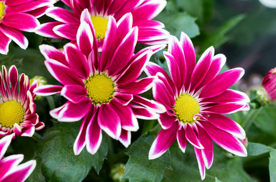 Chrysanthemum indicum with pink and white flower