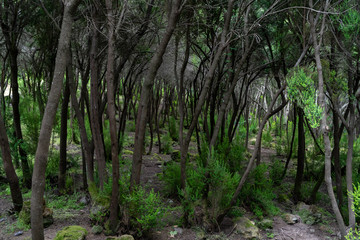 Unusual forest in the slopes of the mountains in the vicinity of the town of La Orotava. Tenerife. Canary Islands. Spain.